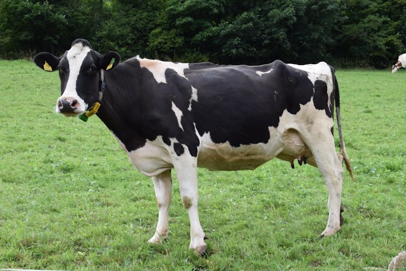 Healthy cows at Satgur Dairy Farm