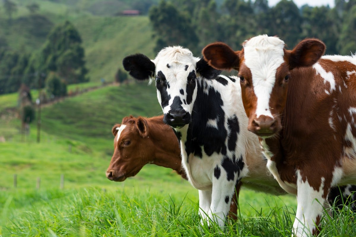 Lush green farm pastures